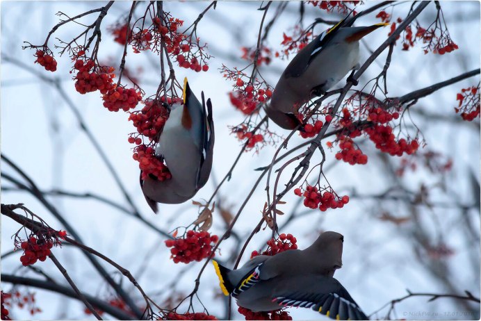 Птица на ветке рябины