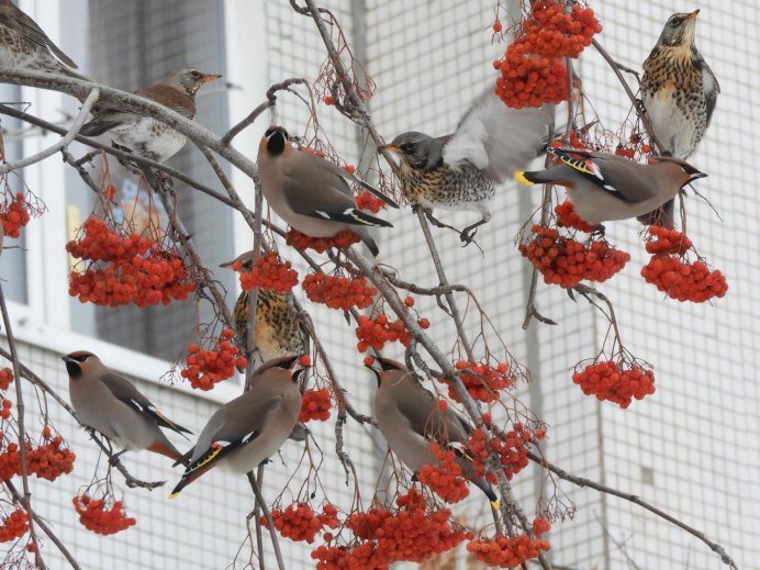 Дрозд рябинник осенью