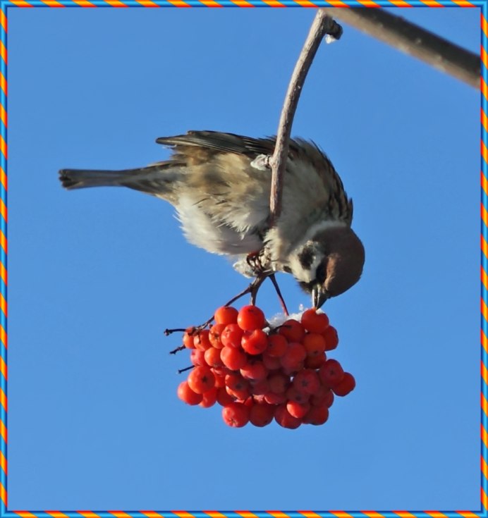 Птицы Миннесоты