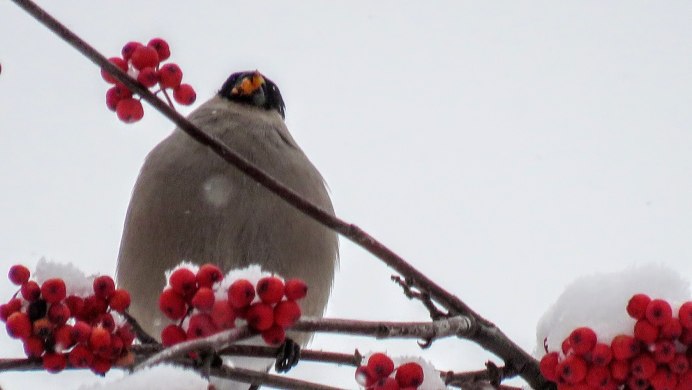 Зимующие птицы Щур