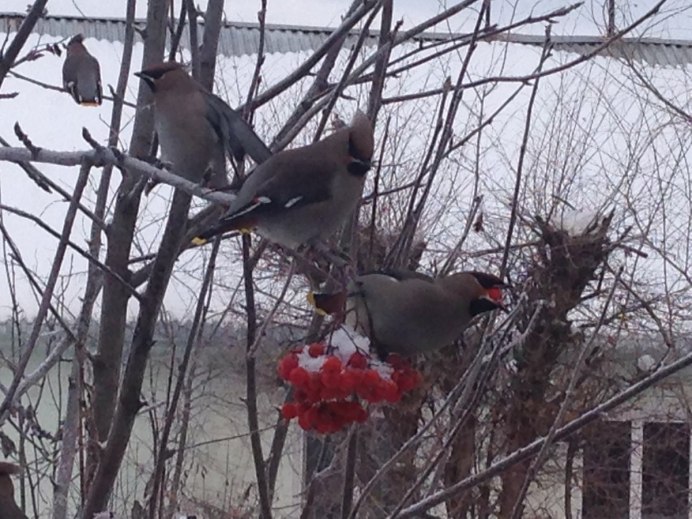 Стая Дроздов Рябинников зимой