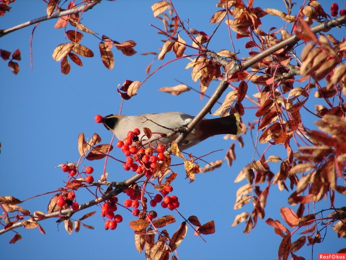 Свиристели на рябине