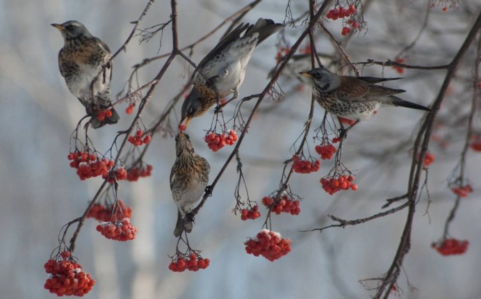 Свиристели прилетели