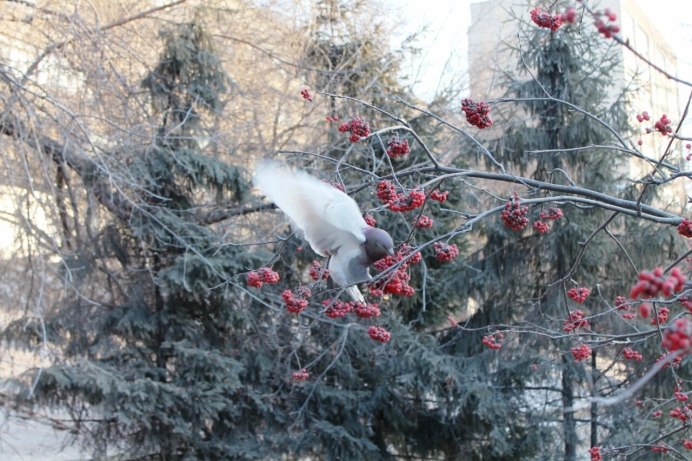 Снегирь, свиристель, Дрозд рябинник
