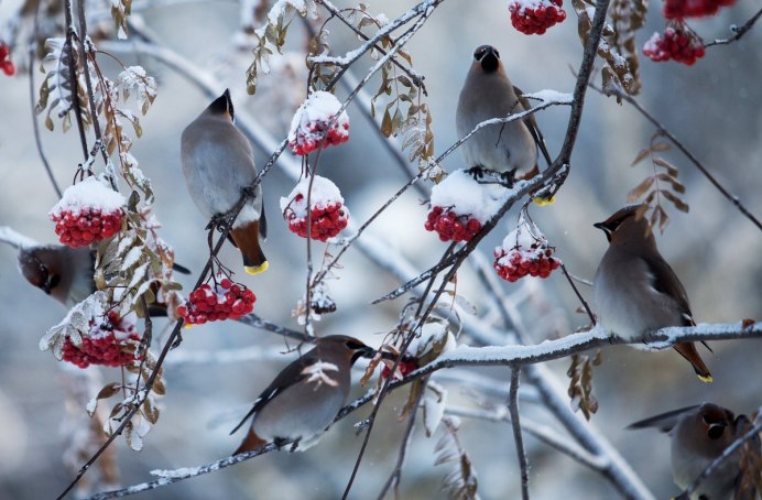 Свиристель птица фото