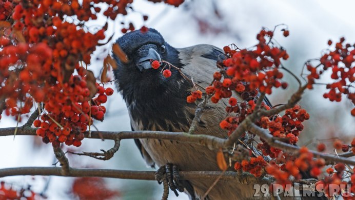 За окошком Снегири греют куст Рябиновый