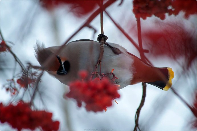 Птицы склевывают ягоды