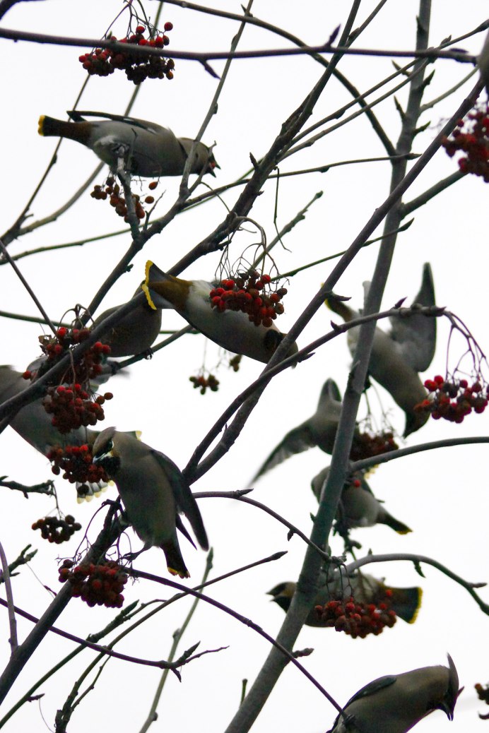 Голубь на ветке осень