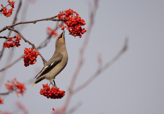 Стая свиристели стая свиристели
