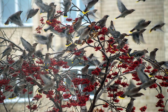 Снегирь синица свиристель