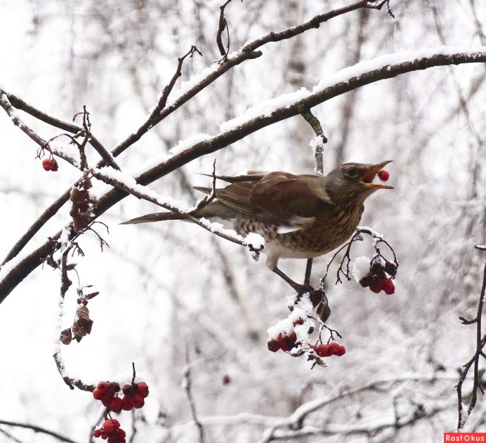 Свиристель птица СПБ