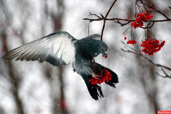 Голуби на снегу