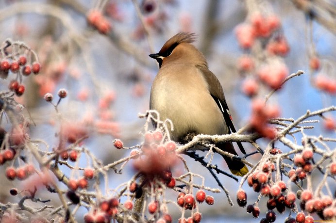 Картинки птичку Снегирь свиристелку и Дрозд
