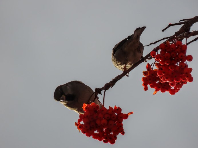 Пьяные птицы от рябины видео