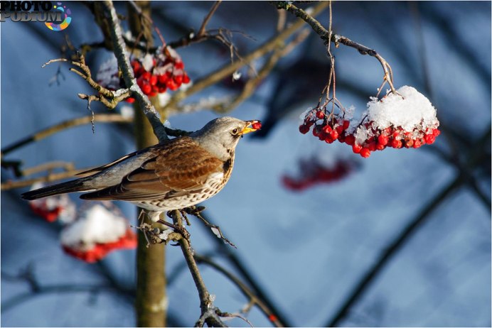 Ворона ест рябину