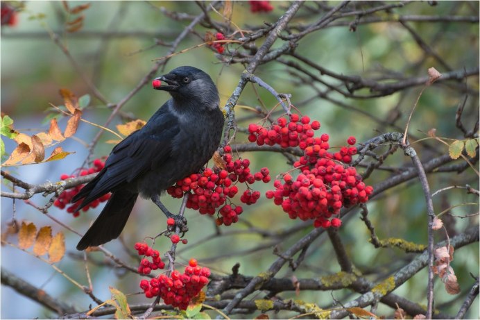 Лось и рябина