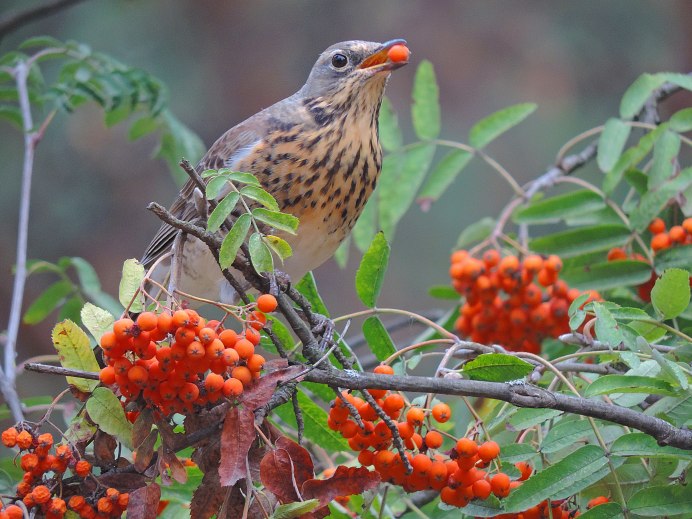 Скворец осенью