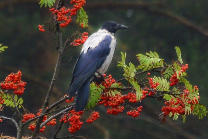 Свиристели на рябине