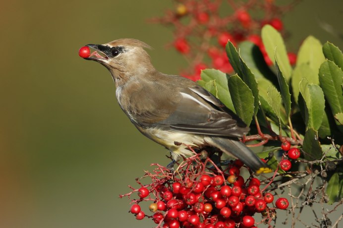 Птички которые едят рябину
