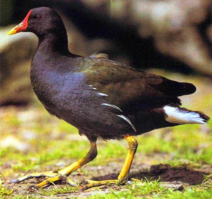 Камышница птица самец и самка