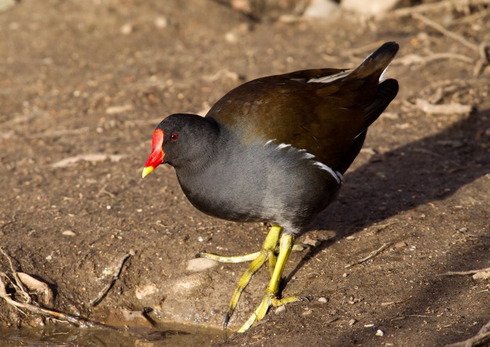 Камышница Gallinula chloropus