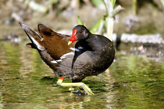 Камышница Gallinula chloropus