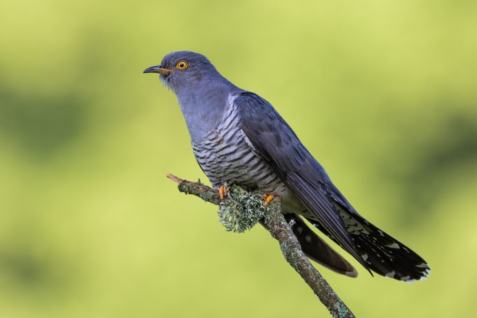 Птица Cuculus canorus