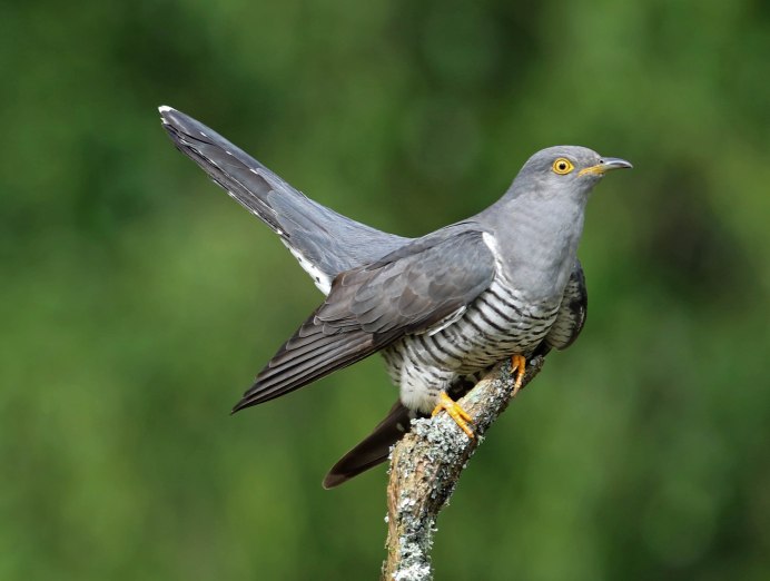 Cuculus canorus