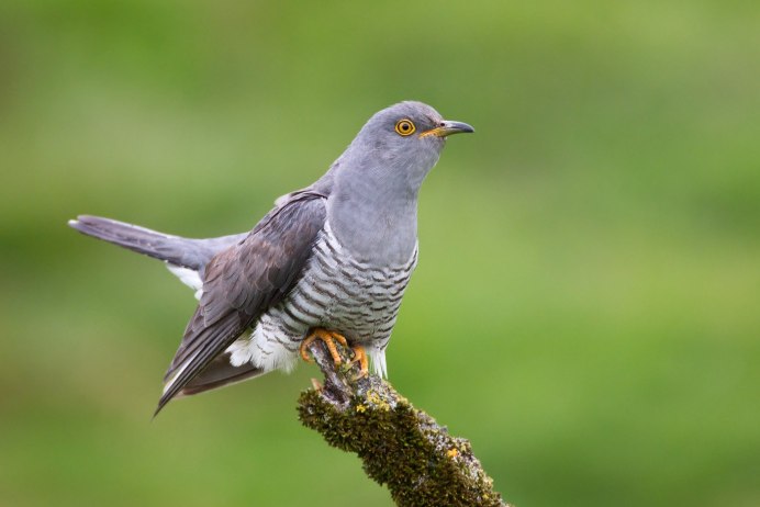 Птица Cuculus canorus