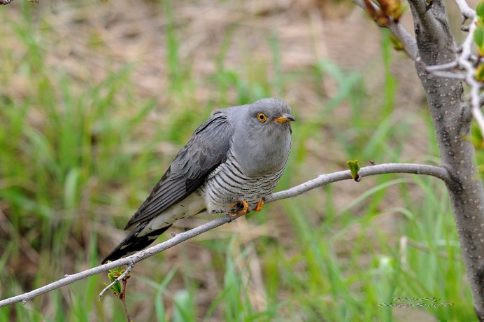 Птица Cuculus canorus