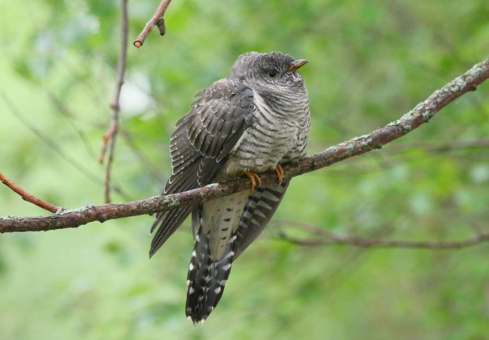 Cuculus canorus Кукушонок