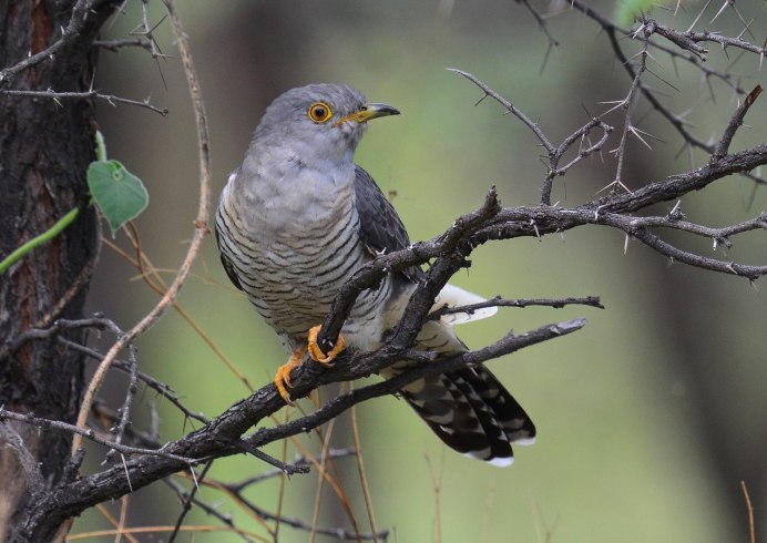 Кукушка Cuculus canorus