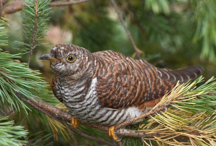 Птица Cuculus canorus