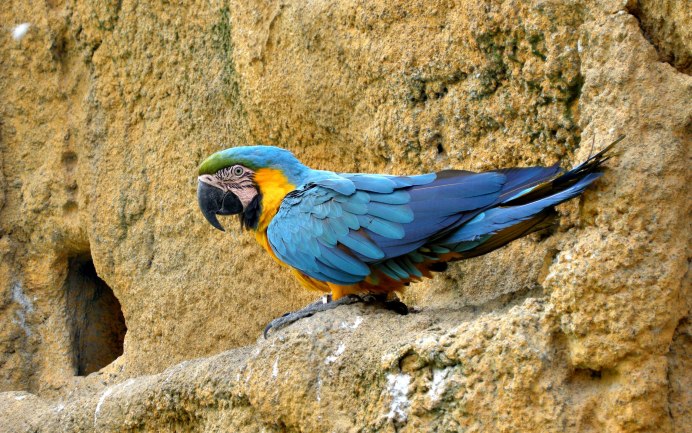Blue Macaw попугай