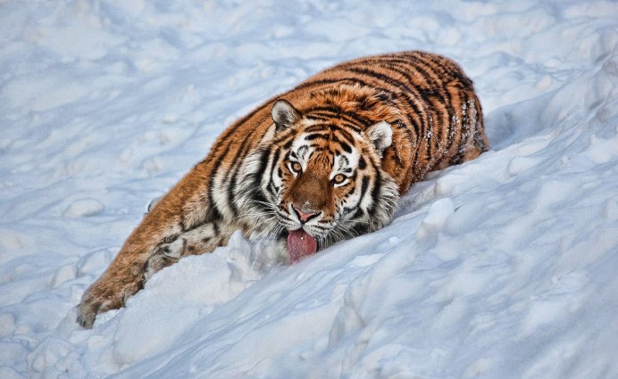 Белый тигр на снегу