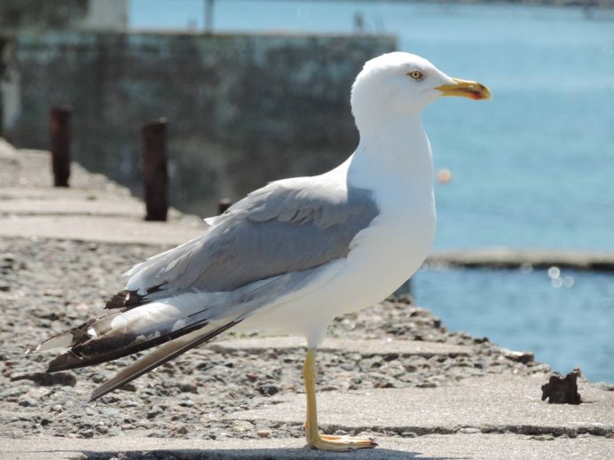 Larus michahellis