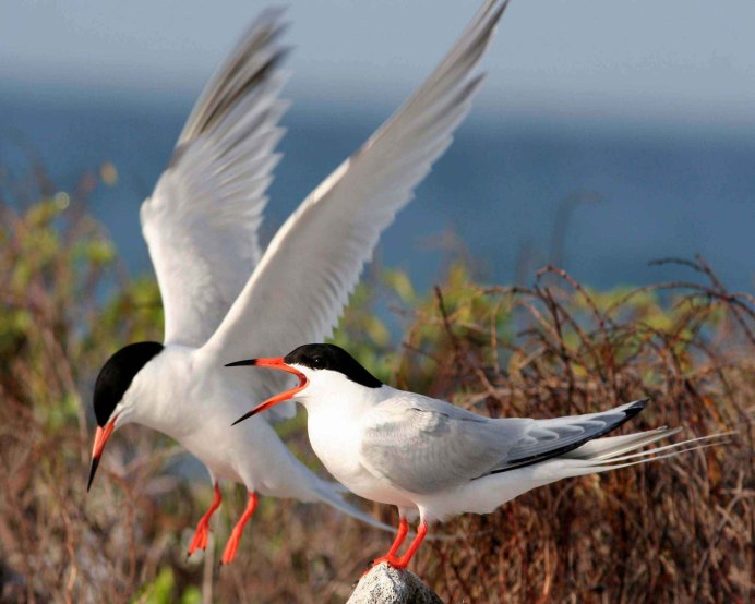 Seagull 0242