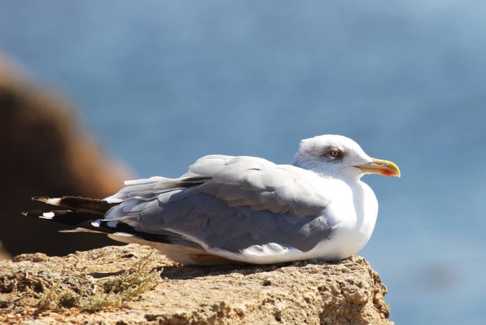 Larus michahellis