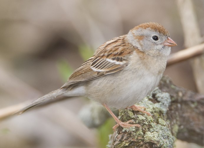 Swamp Sparrow