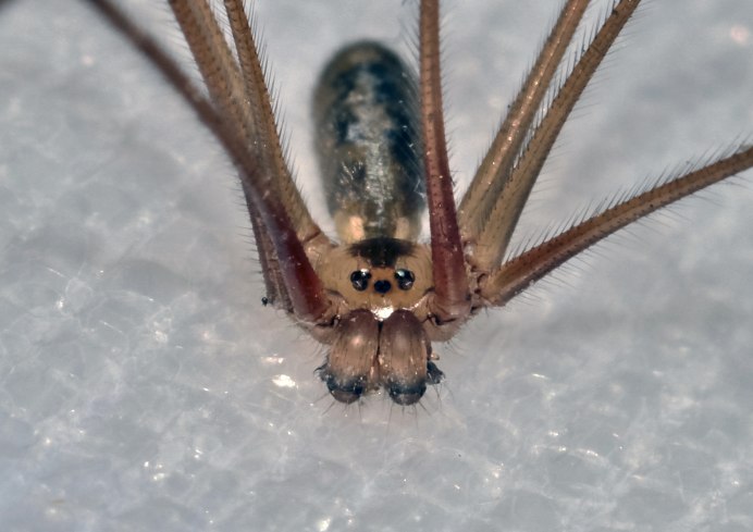 Снежные пауки