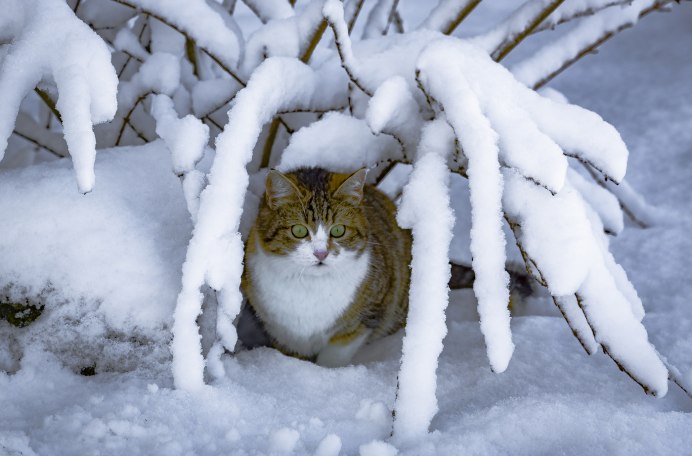 Паук из снега