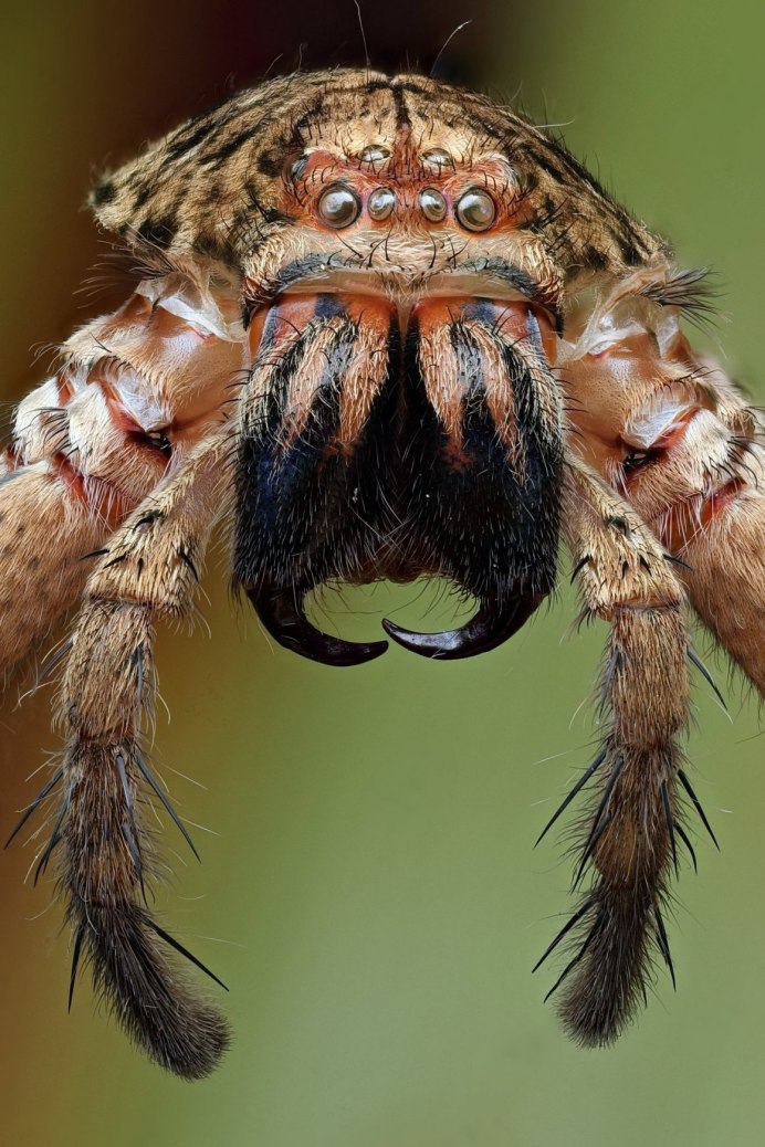 Погребной паук Крым