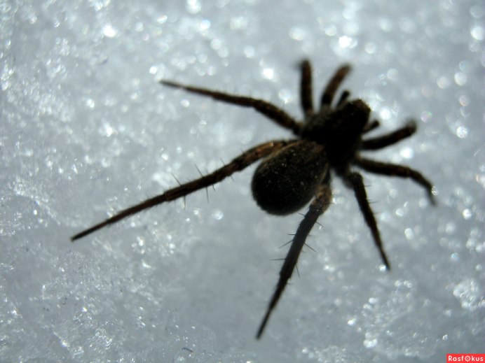 Паучок на снегу