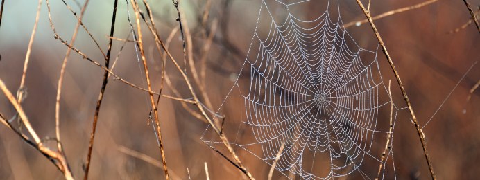 М андалорец 2 сезон 2 серия пауки