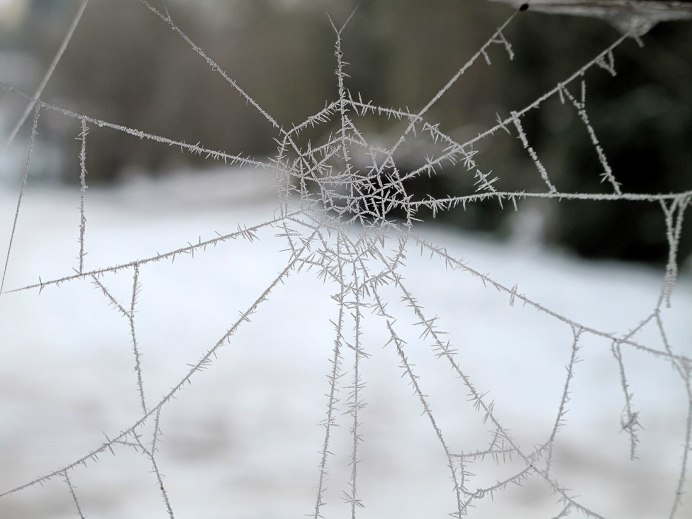 Снежная паутина