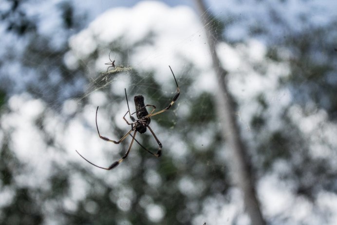 Ледяное чудовище