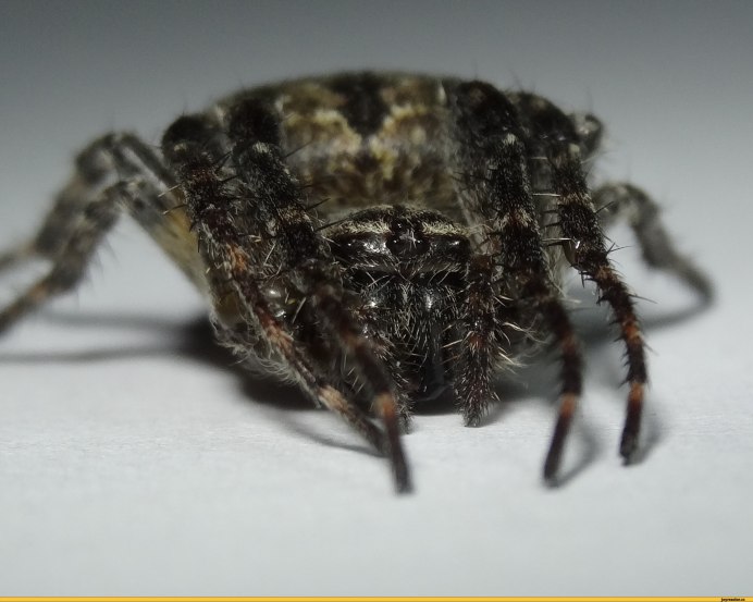 Пауки летают на паутине