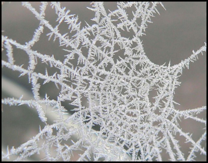 Милые пауки