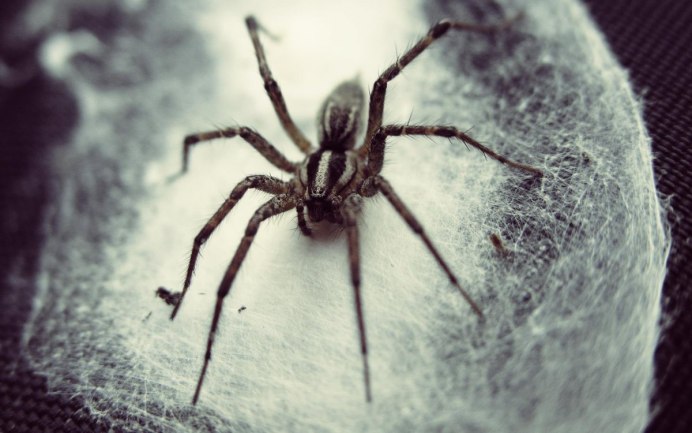 Паук на снегу