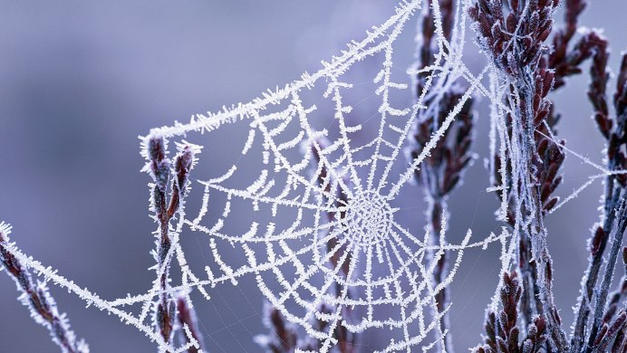 Снежная паутинка